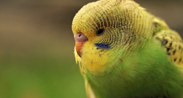 De que cuidados precisa um anjo? Apenas um pouco e terá em casa um feliz companheiro de penas!